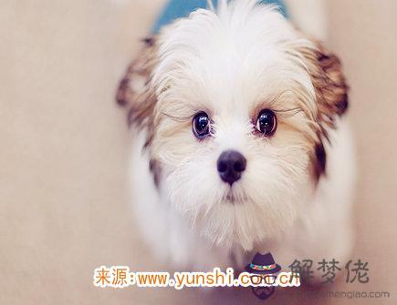 2021年屬狗人佩戴什么好