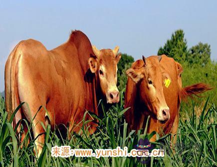 2021年屬牛人佩戴什么好 2021年屬牛人佩戴什么好