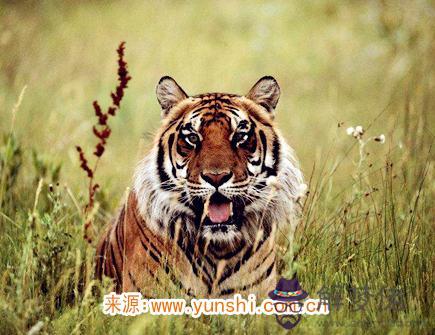 屬虎女不想談戀愛的原因 屬虎女不想談戀愛的原因