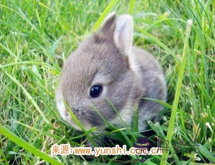 屬兔女不想談戀愛的原因 屬兔女不想談戀愛的原因