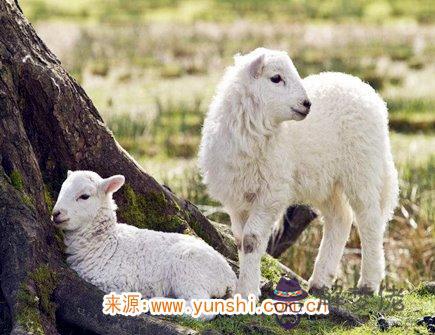 屬羊女不想談戀愛的原因 屬羊女不想談戀愛的原因