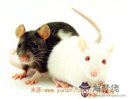 屬鼠女對老公好嗎     屬鼠女對老公好嗎