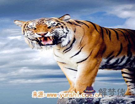 屬虎女對老公好嗎  屬虎女對老公好嗎