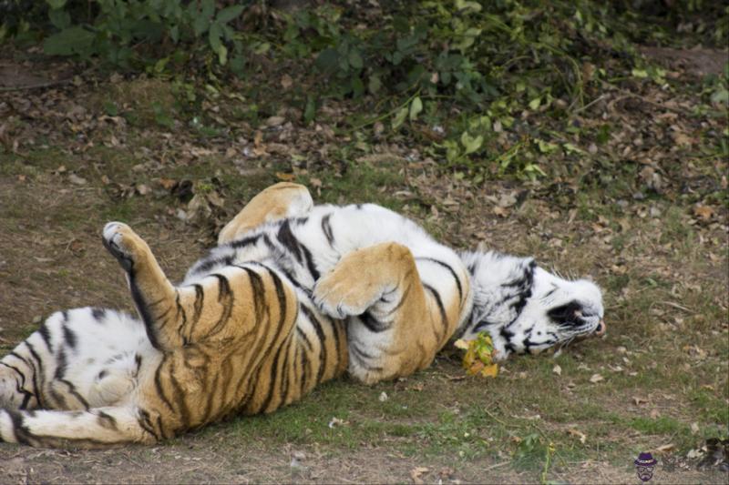 屬馬和屬鼠誰克誰嚴重 馬與鼠是絕命婚姻
