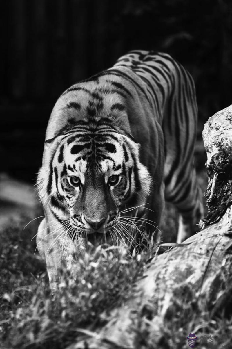 婚姻屬相真的很重要嗎 找對象該不該相信屬相