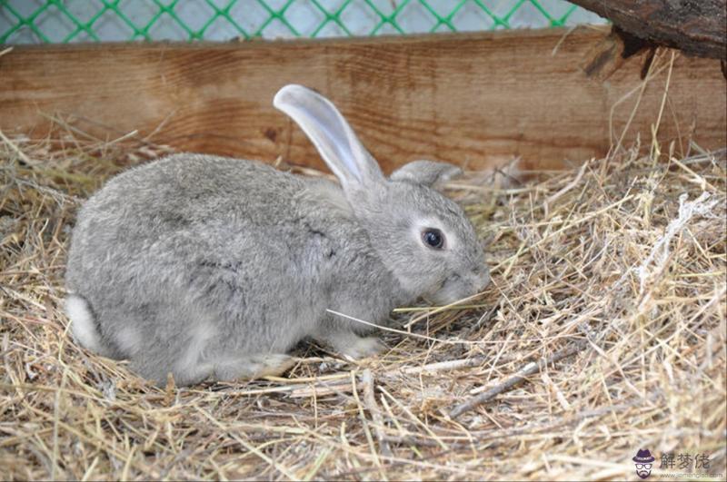 婚姻屬相真的很重要嗎 找對象該不該相信屬相