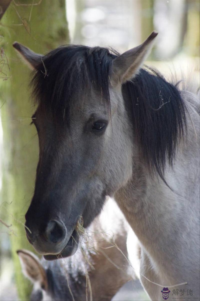 十二生肖屬相年齡對照表 十二生肖男女最佳配對