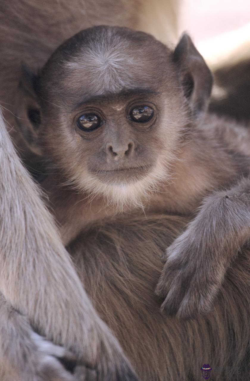 婚姻看屬相還是看星座比較準呢 星座和屬相哪個更靠譜