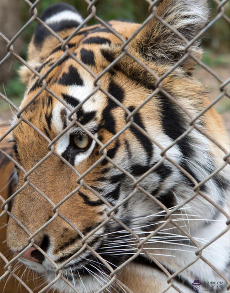 022年老黃歷帶屬相