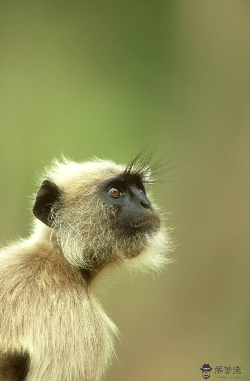 結婚看星座還是看屬相 結婚看屬相符合科學嗎