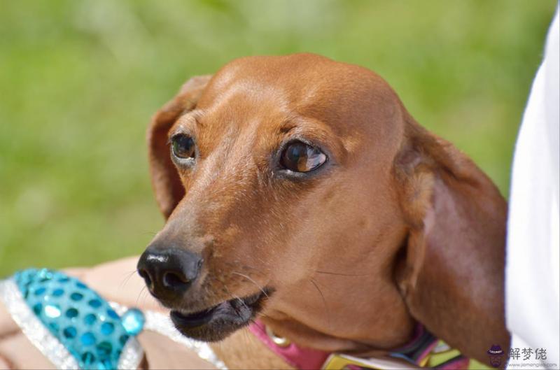 星座婚配準還是屬相婚配準 兩人合不合看生肖還是星座