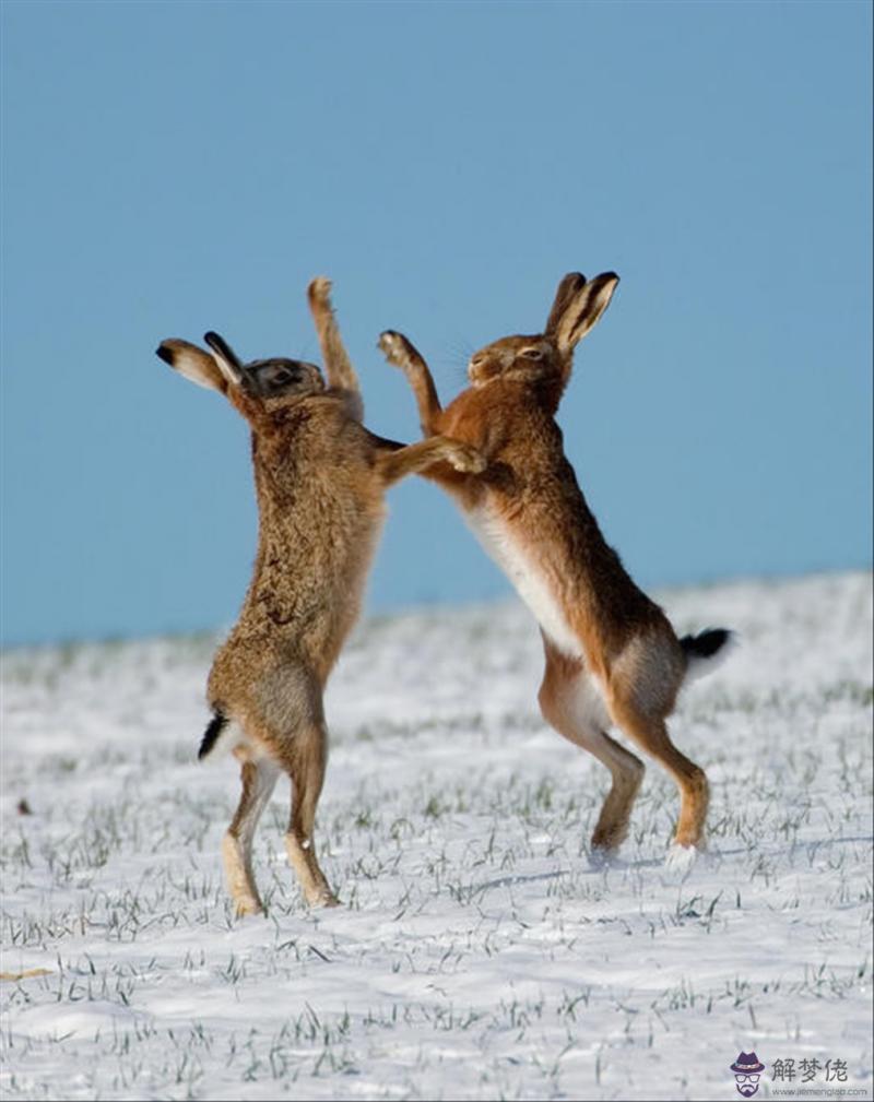 9年屬兔和00年屬龍的相配嗎