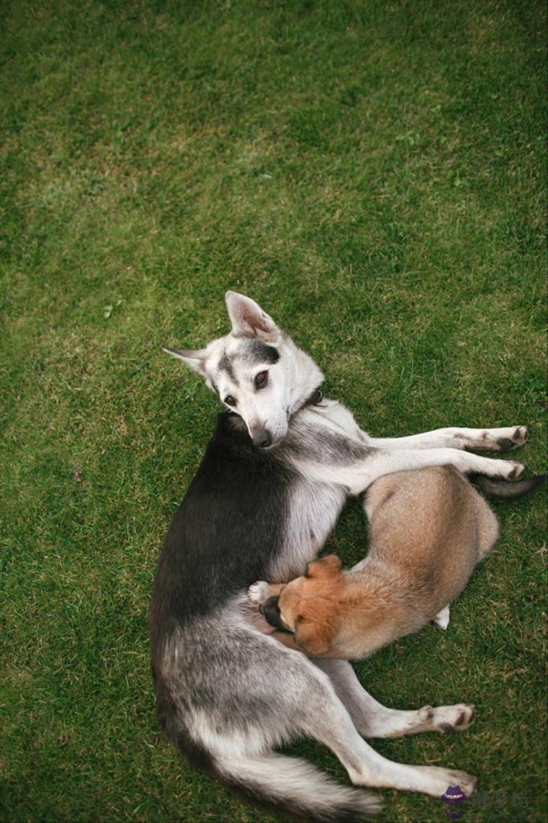 生肖相生相克相沖準嗎 十二生肖相克相沖口訣