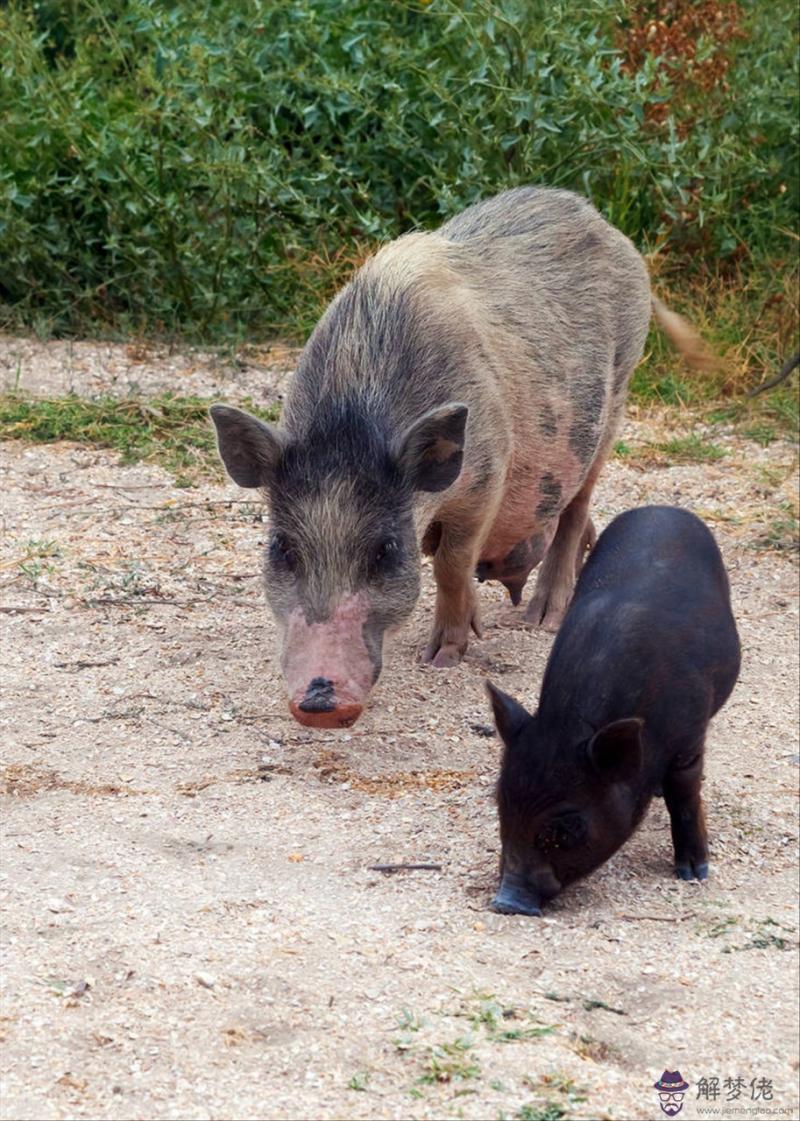 生肖相生相克相沖準嗎 十二生肖相克相沖口訣