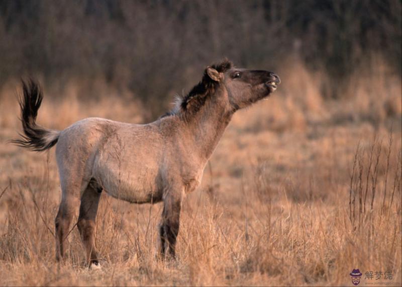 與子女生肖相沖可信嗎 生孩子要不要忌諱屬相