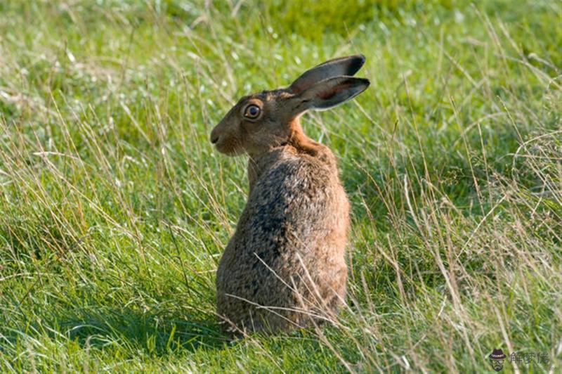 最準的12生肖年齡配對表 十二生肖最佳配對表格