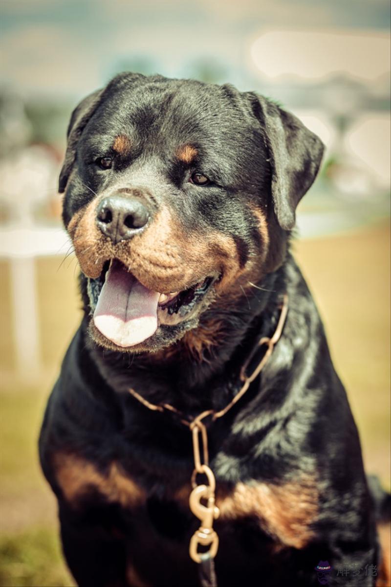 男屬猴女屬馬是上等婚 男猴女馬在一起真惡心