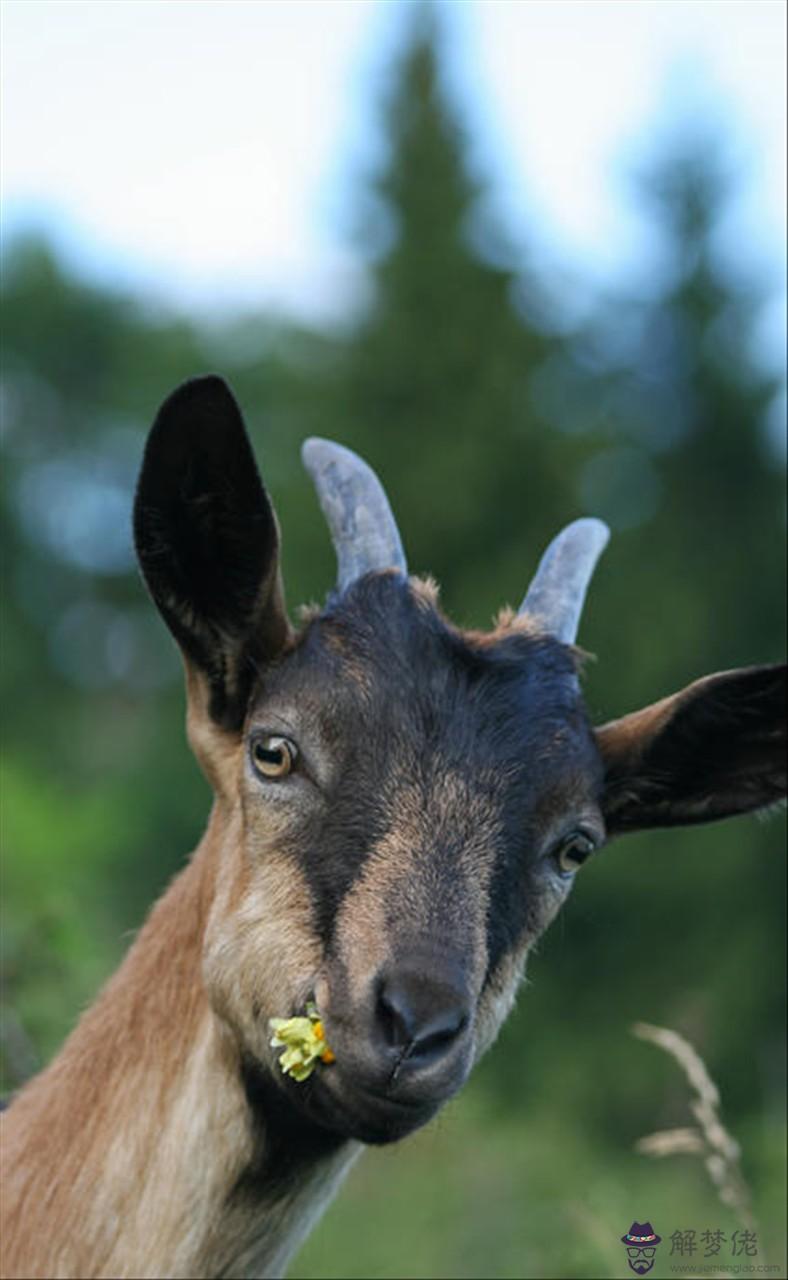 生肖配對表不和的就不能在一起嗎 最不合財的生肖配對