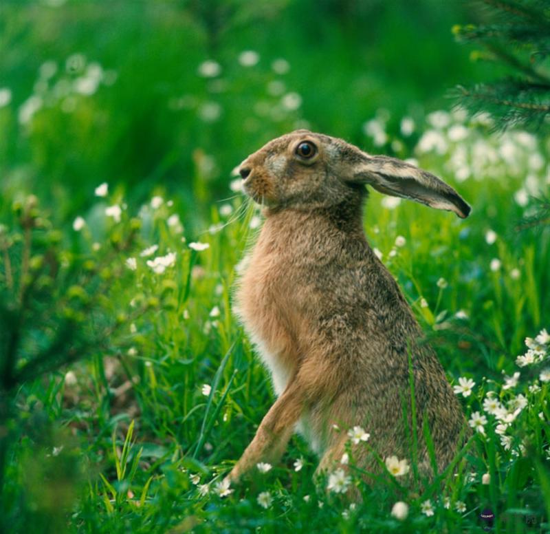屬虎婚配哪個屬相最好 怎樣抓住屬虎男人的心