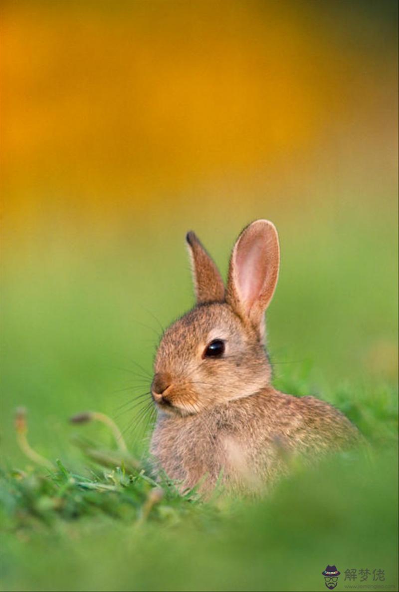 8年屬虎的屬相婚配表