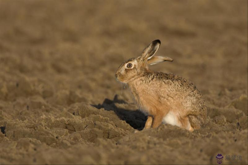 十二屬相相沖相克婚姻配對 十二屬相的婚配太準了
