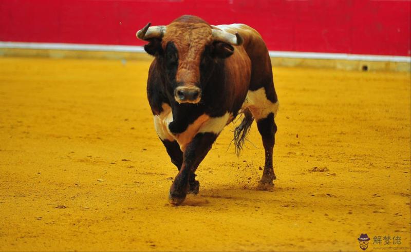 屬鼠的和什麼屬相最配婚姻 1996年屬鼠的婚姻運勢