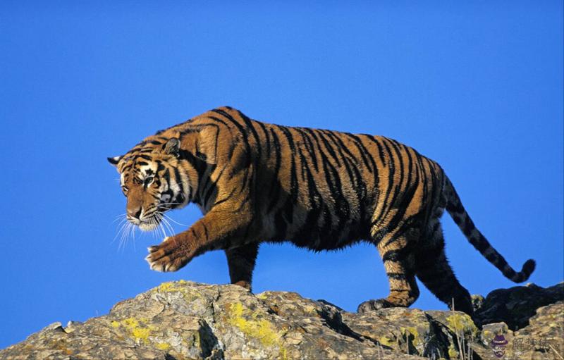 屬鼠的和什麼屬相最配婚姻 1996年屬鼠的婚姻運勢