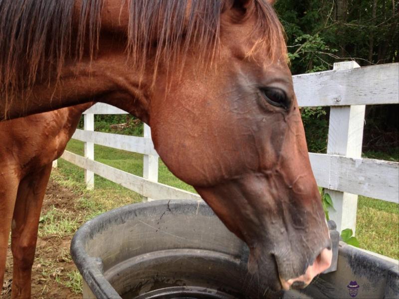 羊和馬屬相配婚姻如何 羊和馬屬相合不合財運