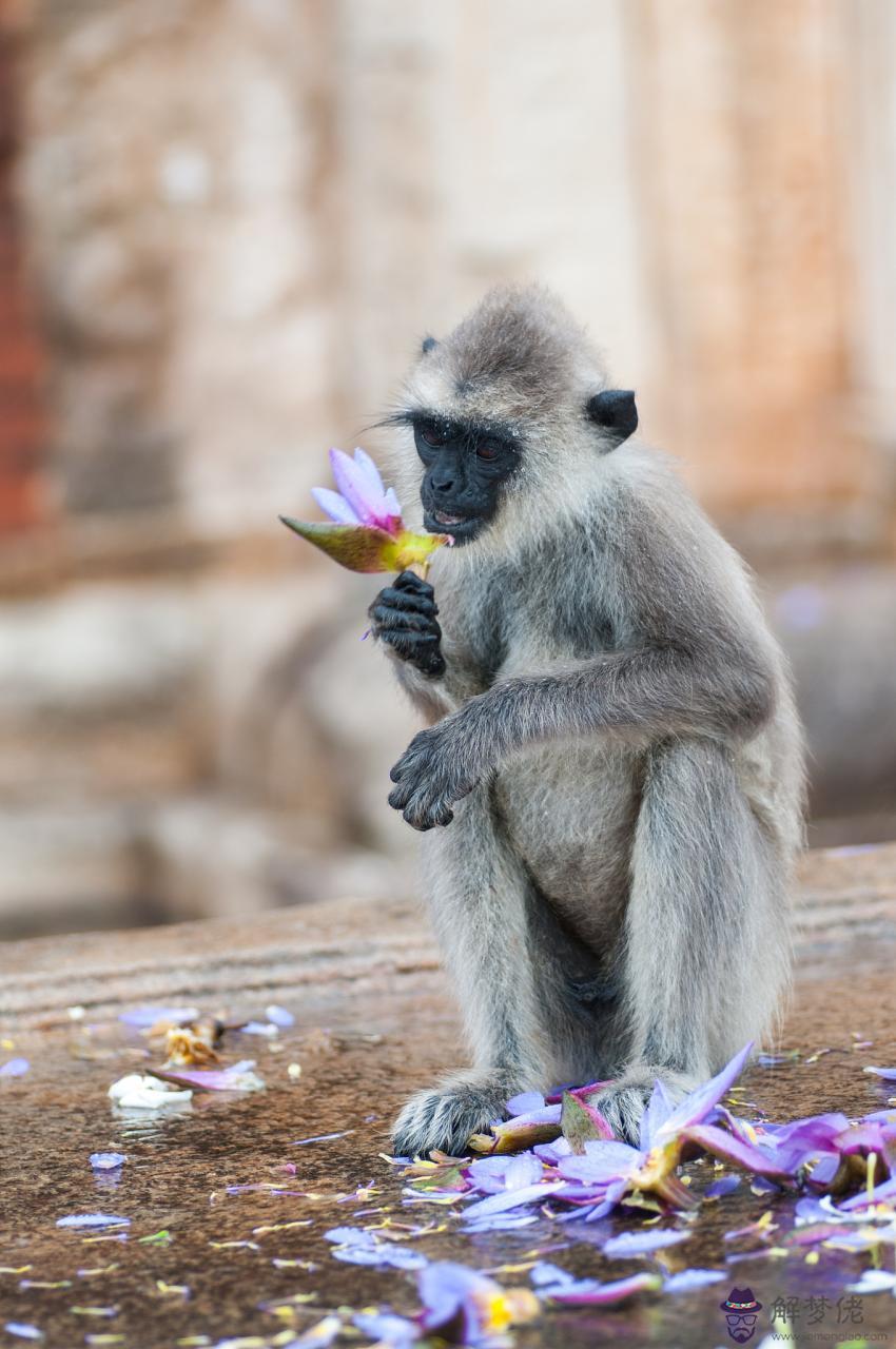 羊和馬屬相配婚姻如何 羊和馬屬相合不合財運