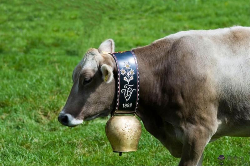 屬鼠最佳婚配前十名屬相 屬鼠男和什麼生肖最配對