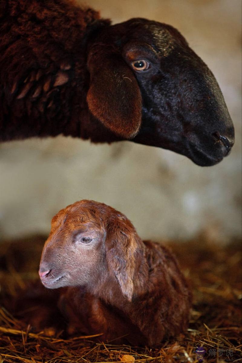 2生肖男女最佳配對