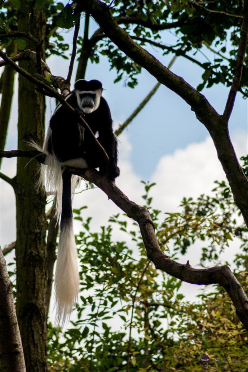 2生肖男女最佳配對