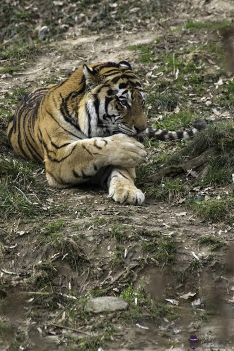 022年屬牛人的全年運勢