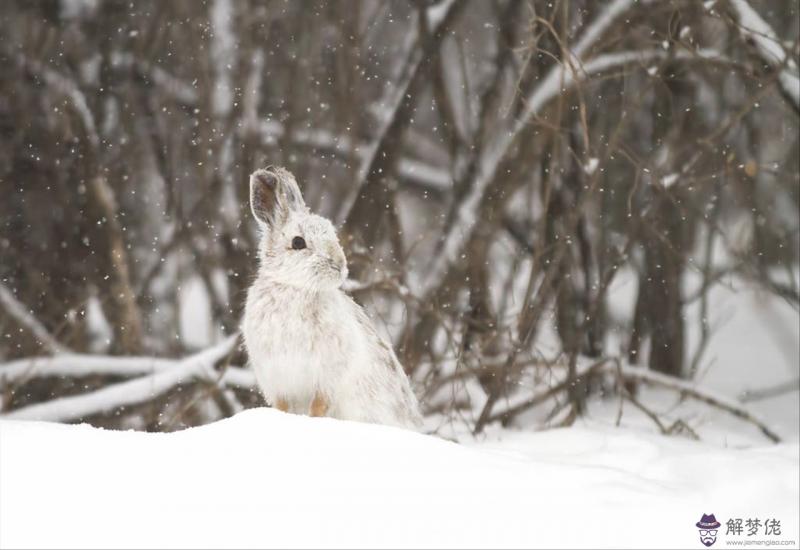 022年屬牛人的全年運勢