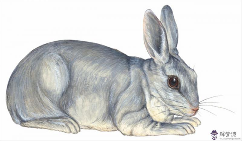 屬相婚配表大全圖年份 1996年屬鼠男孩的愛情運