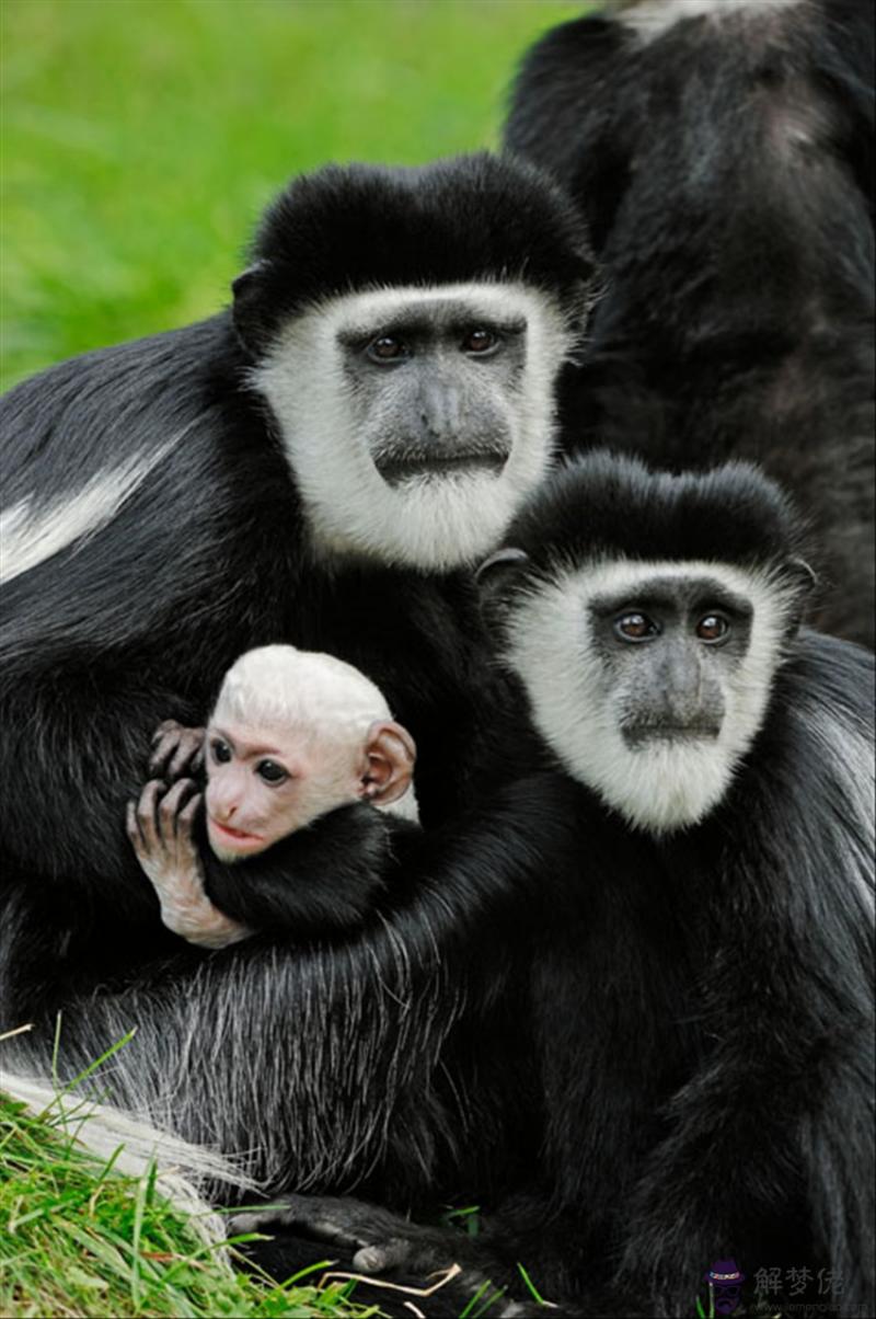 022年轉運的生肖