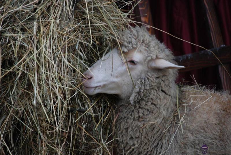 未來五年運勢最好的生肖 2022年88年屬龍人運勢