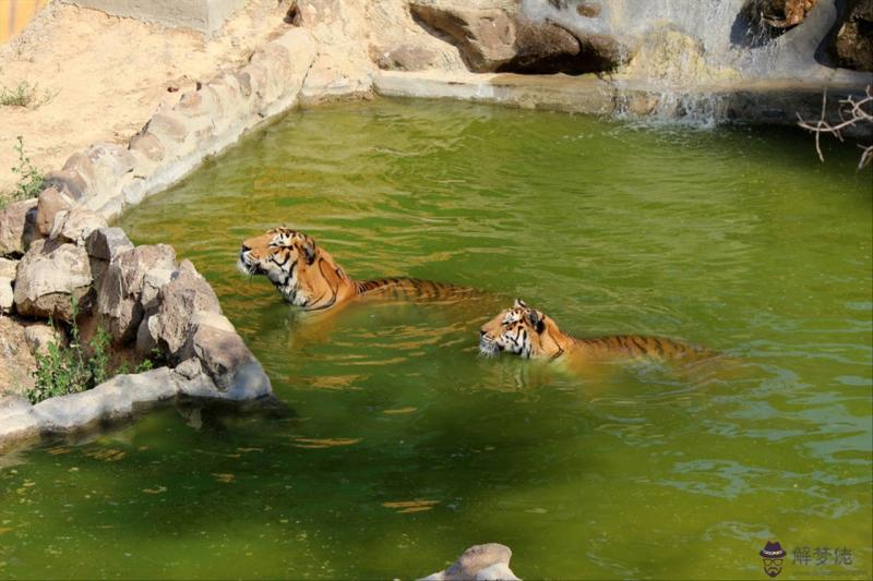 998屬虎最佳結婚年齡