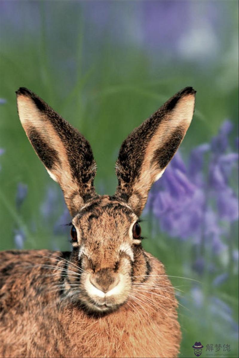 998屬虎最佳結婚年齡