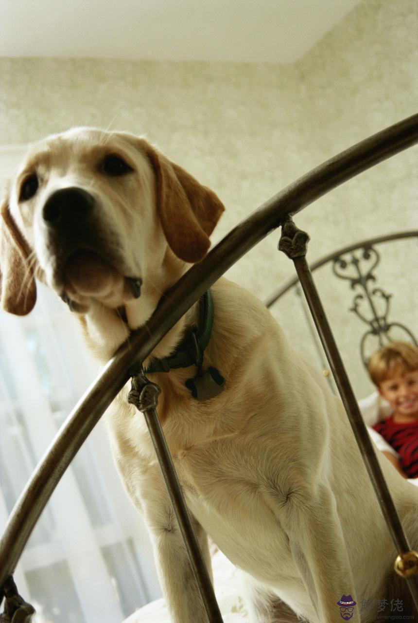 屬豬的姻緣配什麼最好 1971年屬豬未來5年運勢