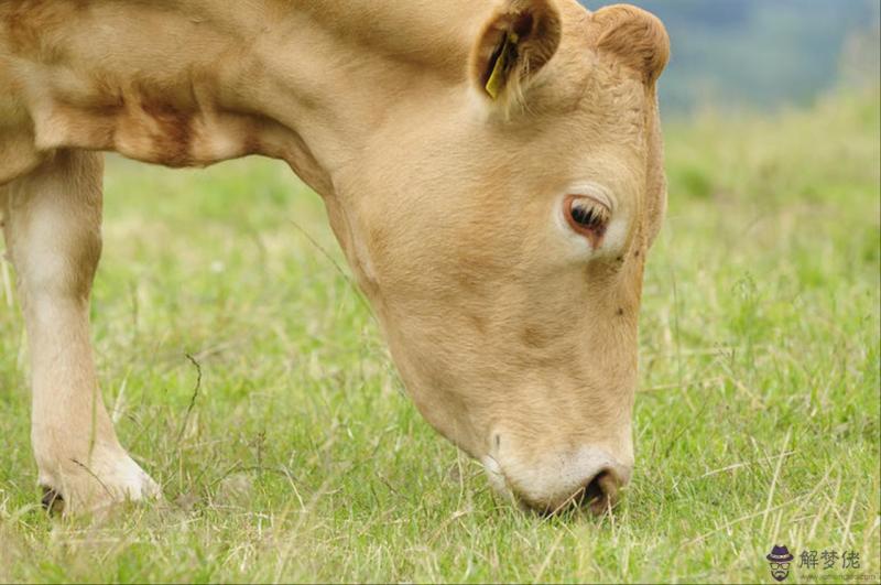 十二生肖最佳婚配表2022 十二生肖男女婚配禁忌