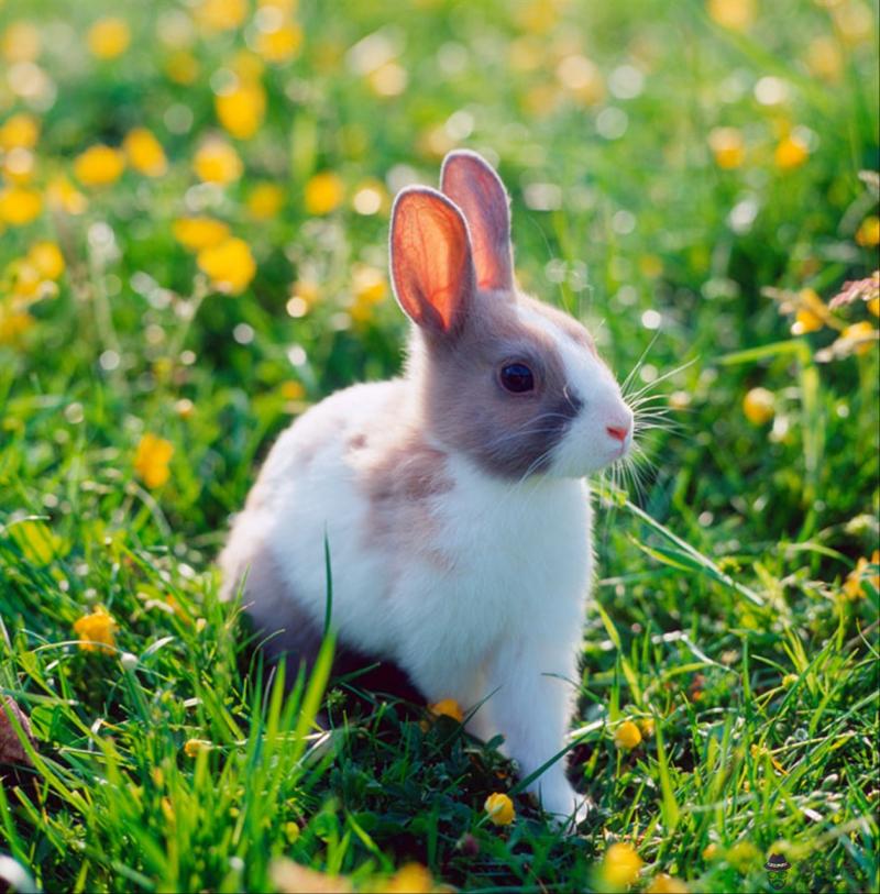 十二生肖最佳婚配表2022 十二生肖男女婚配禁忌