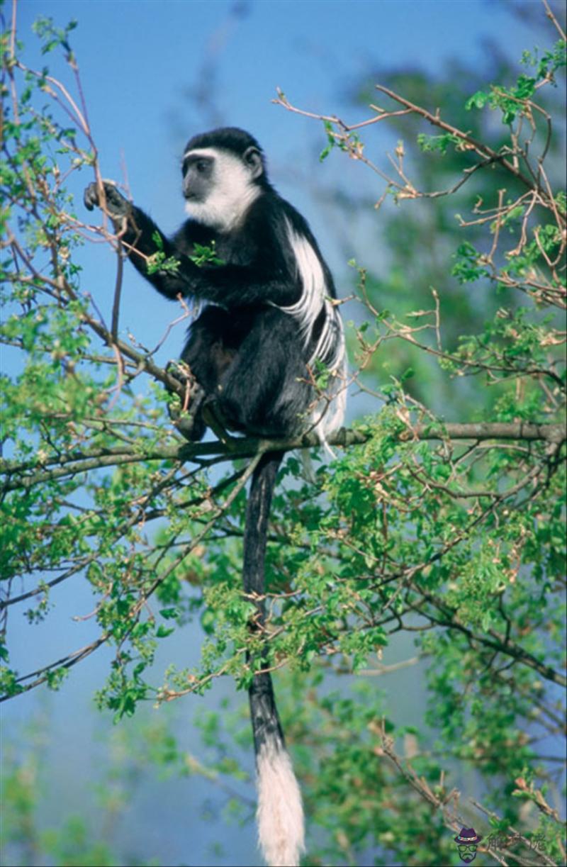 男女十二生肖配對表羊生肖配對 羊與猴的婚姻是否相配