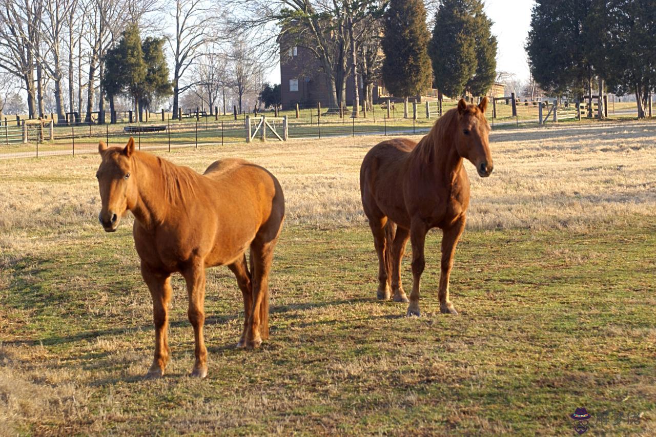 2生肖的婚配禁忌表