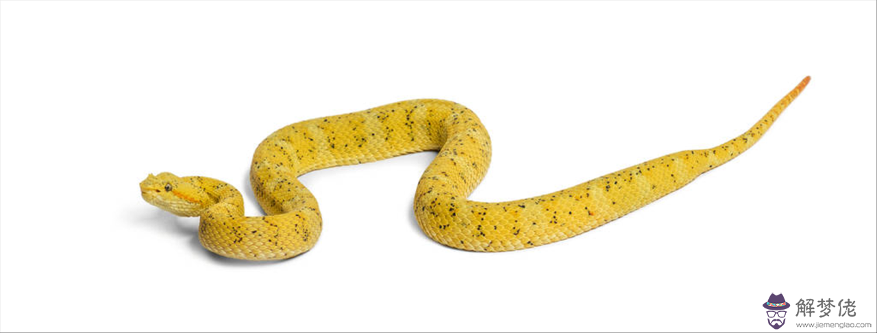 屬兔與屬兔的婚配如何 七五年屬兔男人婚配