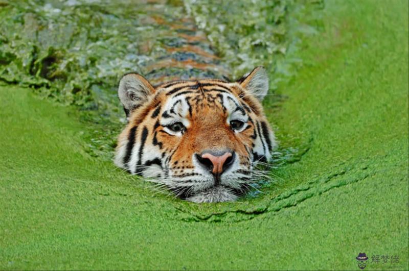 十二生肖最佳婚配大全百度貼吧 十二生肖婚姻配對大全