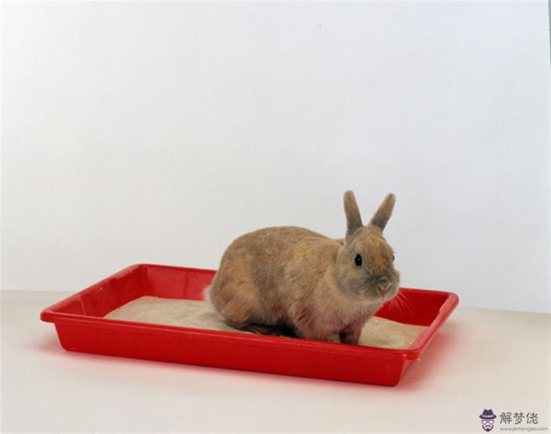 十二生肖最佳婚配大全百度貼吧 十二生肖婚姻配對大全