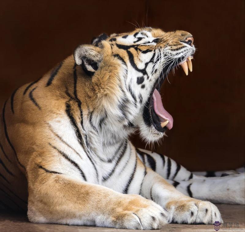 十二生肖排列順序表2022 十二生肖年齡查詢大全