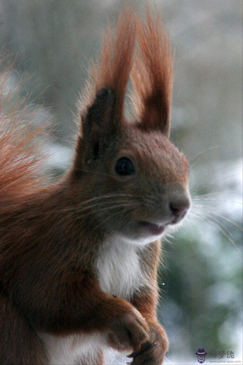 022年財運最好的五大生肖