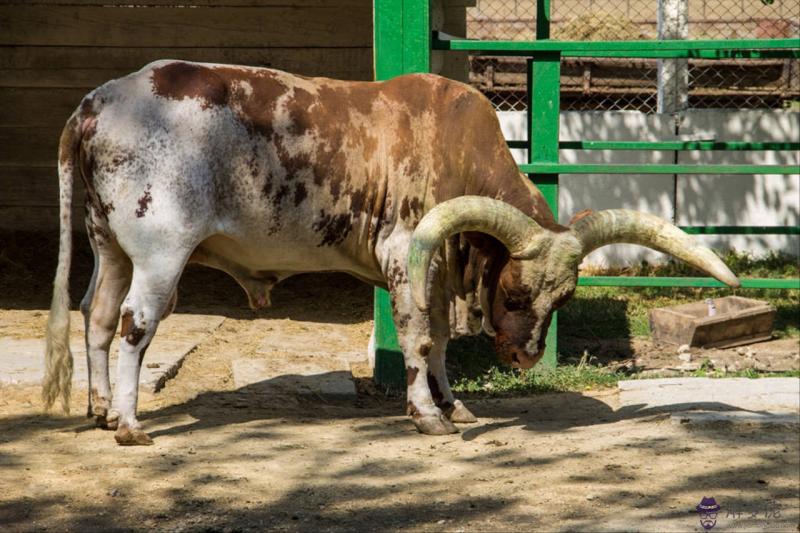 022年財運最好的五大生肖